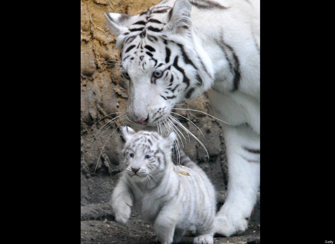 Baby+white+tiger+pictures