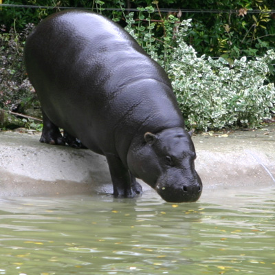 The pygmy hippopotamus is a