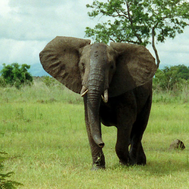kumpulan gambar gajah kumpulan gambar gajah