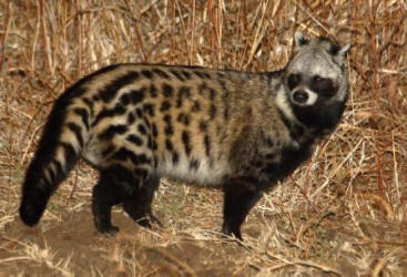 Civet Images