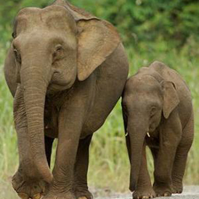 kumpulan gambar gajah kumpulan gambar gajah
