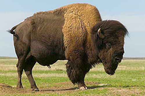 bison-hewan.jpg