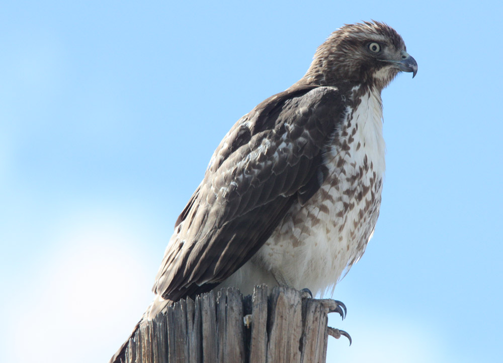 [Redtail1.jpg]