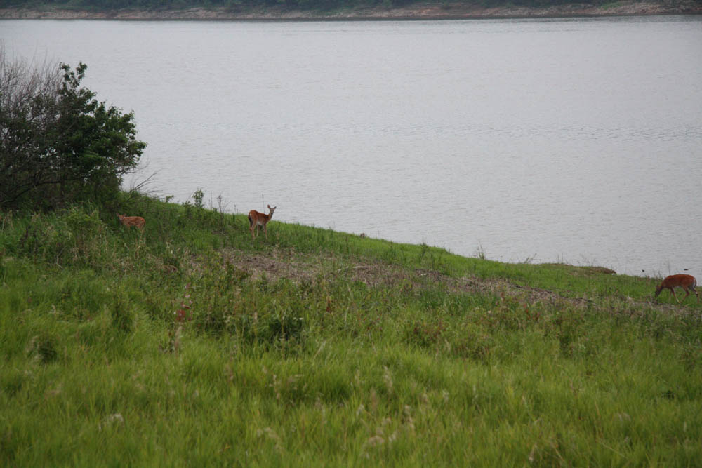 [deer1.jpg]