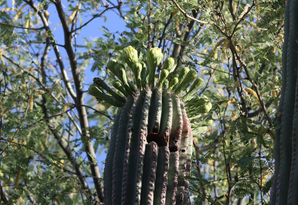 [Saguaro1.jpg]