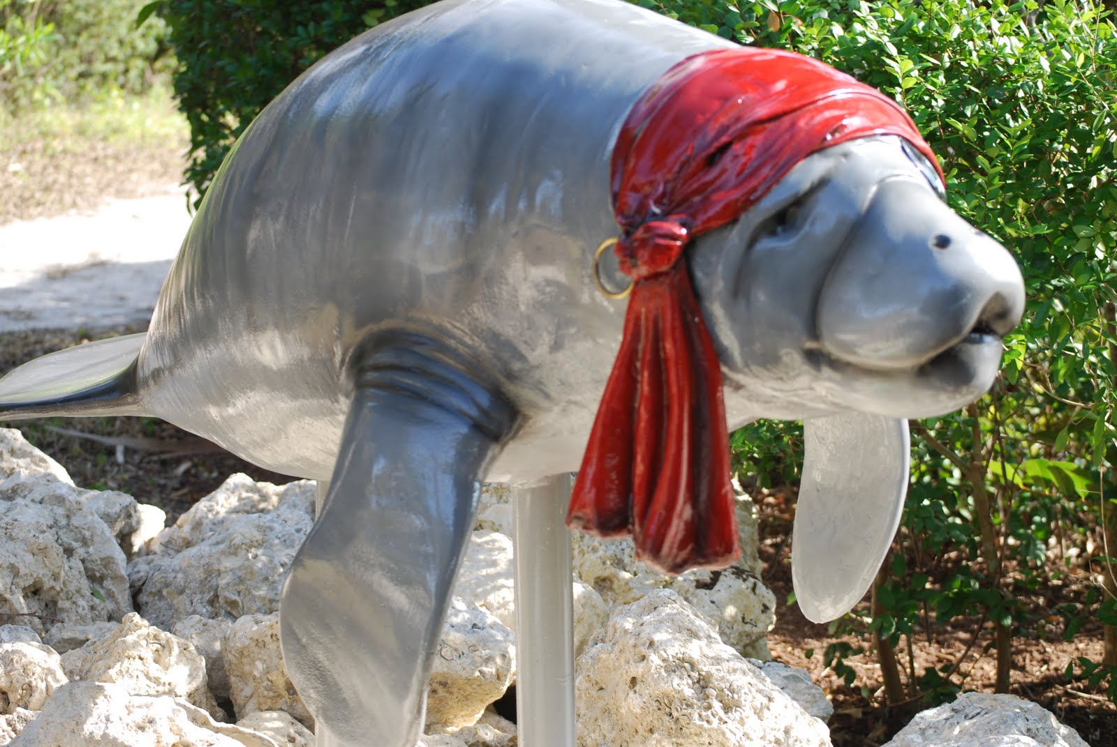 Life is a Highway: Florida Manatees, also called sea cows!