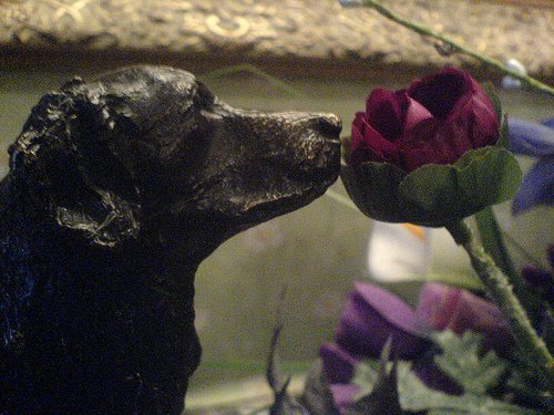 [dog_sniffing_rose.jpg]