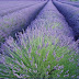 LAVENDER + HONEY