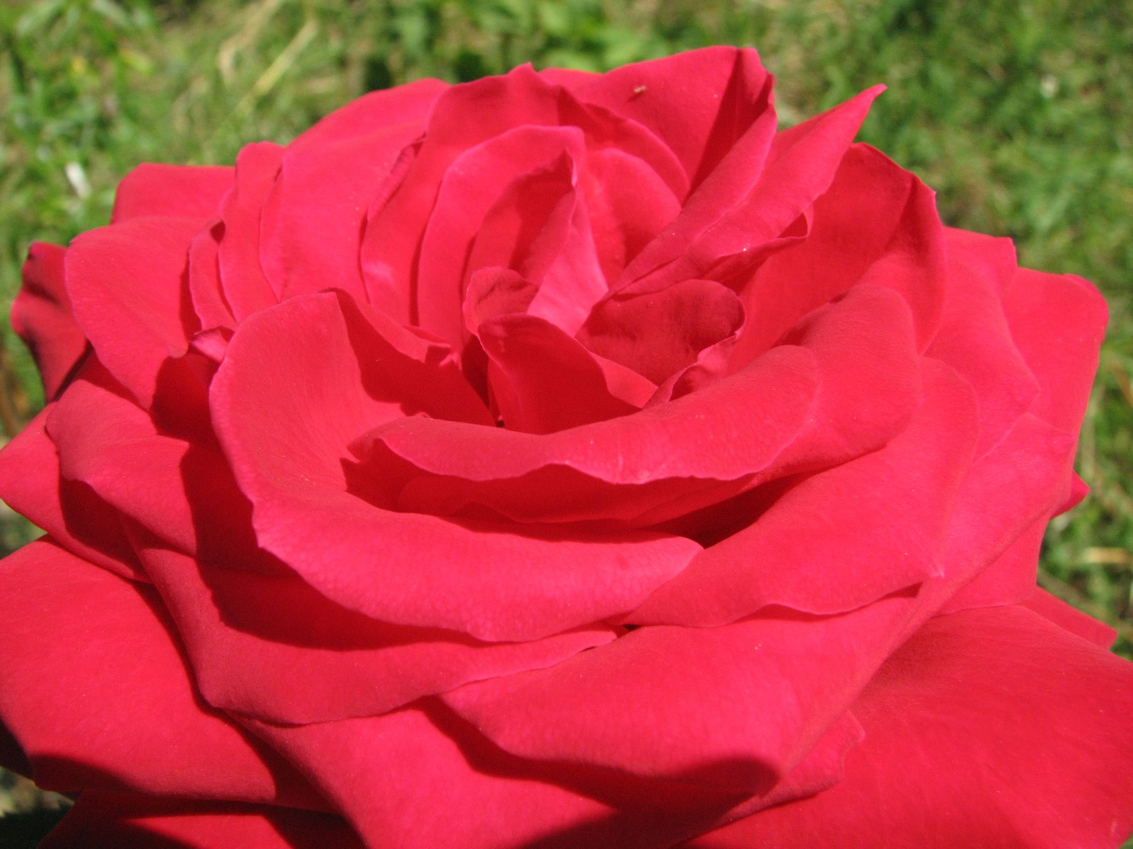 [Flores+121.jpg]