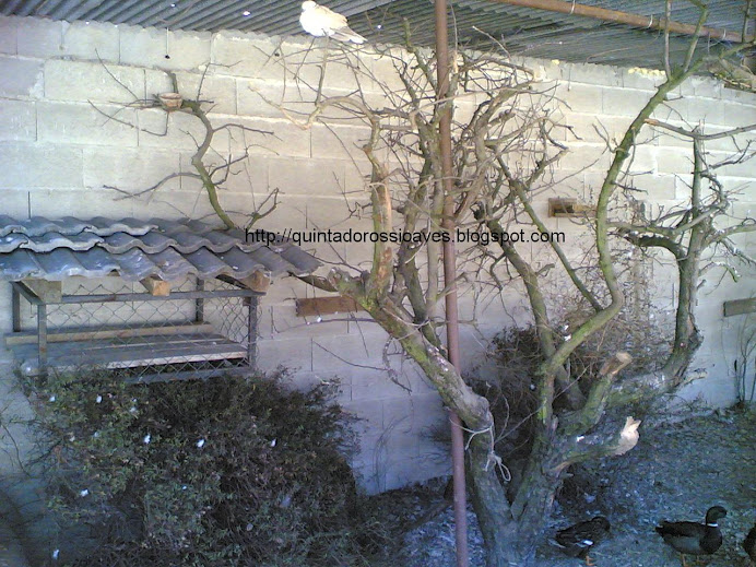 Interior de viveiro faisões e outras aves