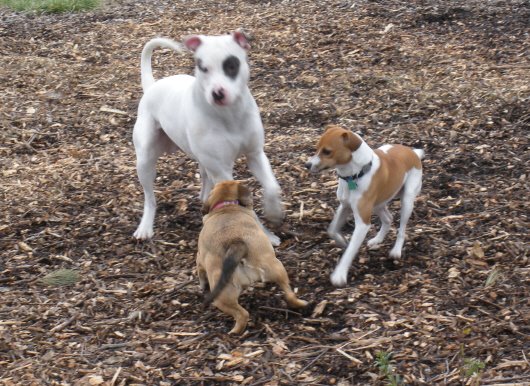 [mentordogpark+10.jpg]