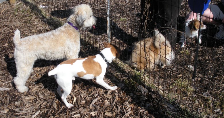 [mentordogpark.03.jpg]