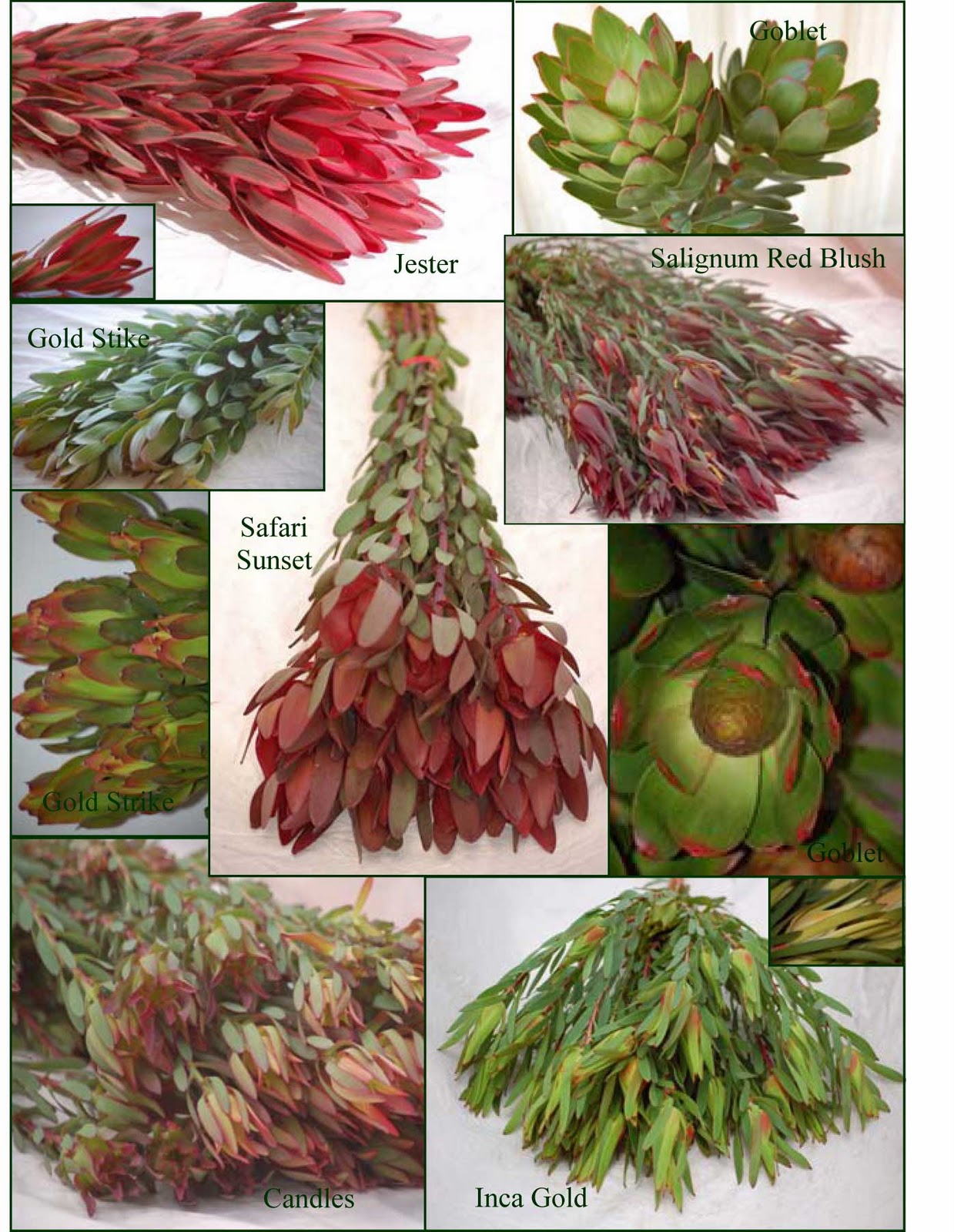 A Passion for Flowers Leucadendron