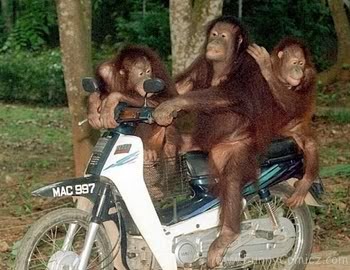 foto monyet lucu gambar hewan