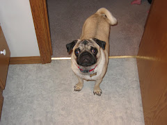 Mocha (the pug)