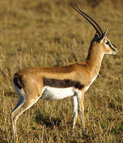 Gazelle