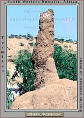 Termite mound