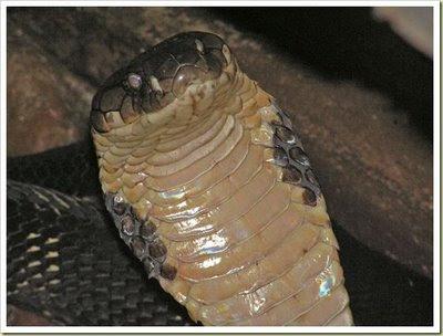 King Kobra (Ophiophagus Hannah) - 10 Jenis Hewan Yang Sangat Mematikan - www.simbya.blogspot.com