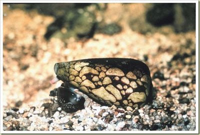 Marbled Cone Snail (Siput Marbled Cone) - 10 Jenis Hewan Yang Sangat Mematikan - www.simbya.blogspot.com
