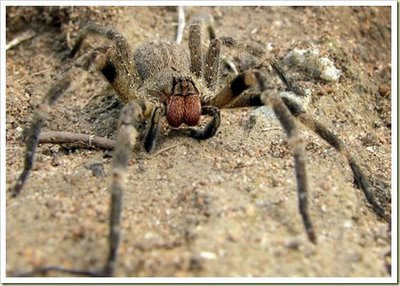 Brazilian Wandering Spider (Laba – laba Brazilian Wandering) - 10 Jenis Hewan Yang Sangat Mematikan - www.simbya.blogspot.com