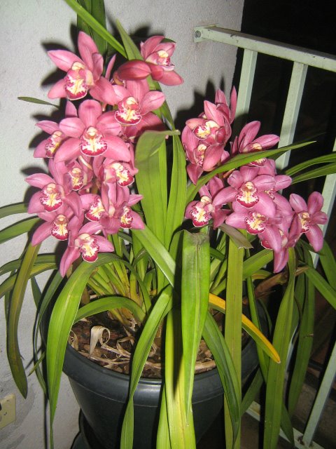 [Orquídeas+da+Rai+3.jpg]