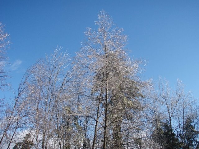 [ice_trees.jpg]