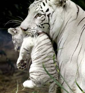 White Tiger White Tiger