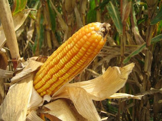  Ear of Corn Food vs. Fuel Amazing Corn