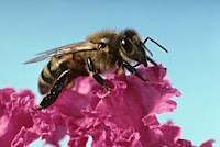 honey bee colony collapse disorder