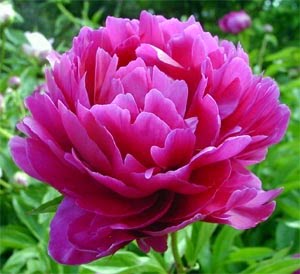 [peony-red.jpg]