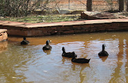 Cayuga Ducks