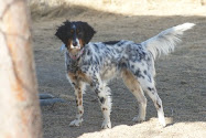 Joplin - Adopted - Colorado