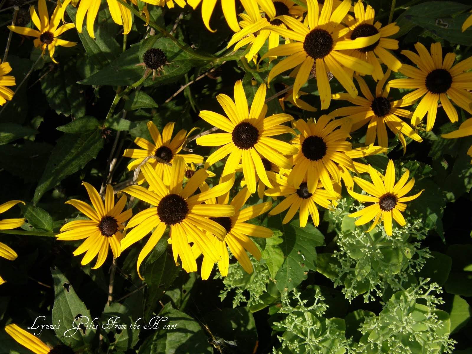 Weed N Plant N Rotary Botanical Gardens