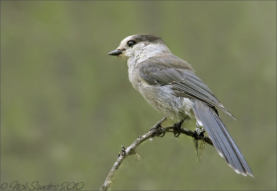 Saskatchewan Birds, Nature and Scenery