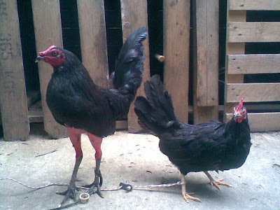 gallo y gallina juntos negros forman una muy buena raza