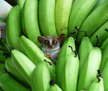 Bushbaby in bananas