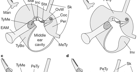 Answers in Genesis BUSTED!: Evolution of the Whale Ear