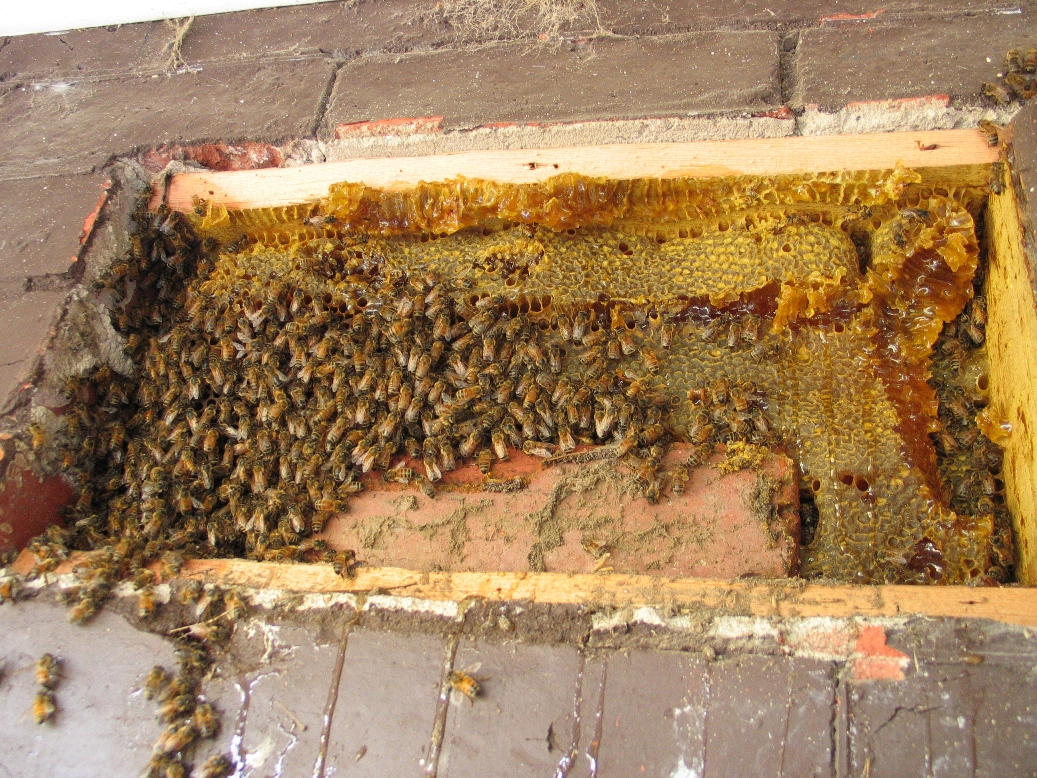 Honey Dripping Beehive
