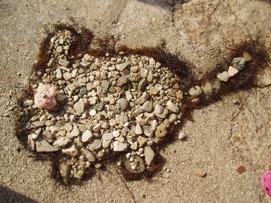 [pinesta-pineta-izdelek-zajcek.jpg]