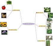 Observa el mapa mental sobre la utilidad de las plantas. (utilidad de las plantas)
