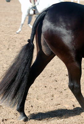 horse tail braiding