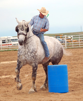 reining with a draft horse reining with a draft horse