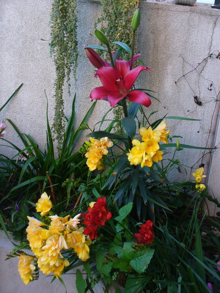 [jardim1+5mar08.JPG]