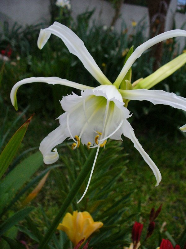 [hymenocallis.JPG]