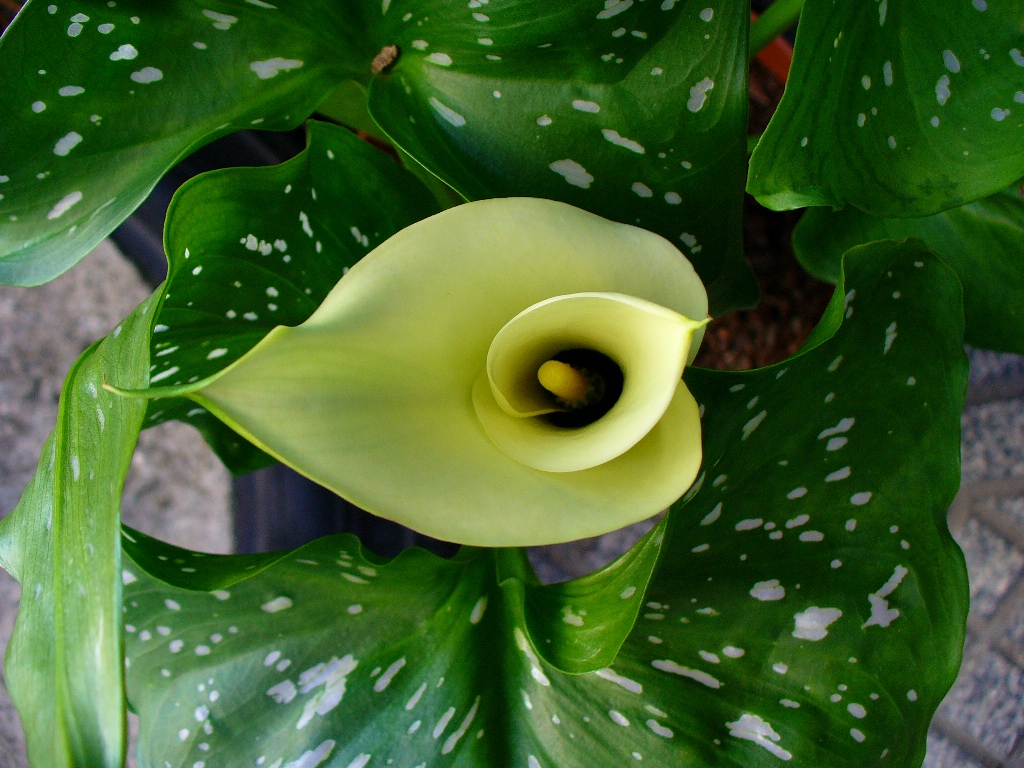 [cala+doble+21jun07.JPG]