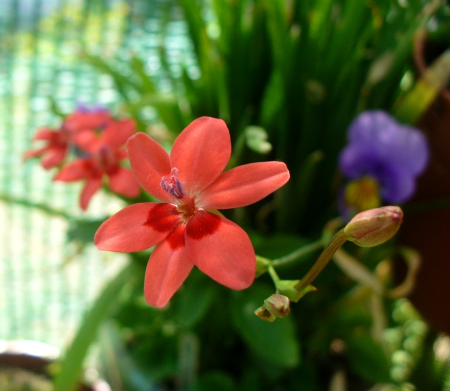 [freesia+laxa.JPG]