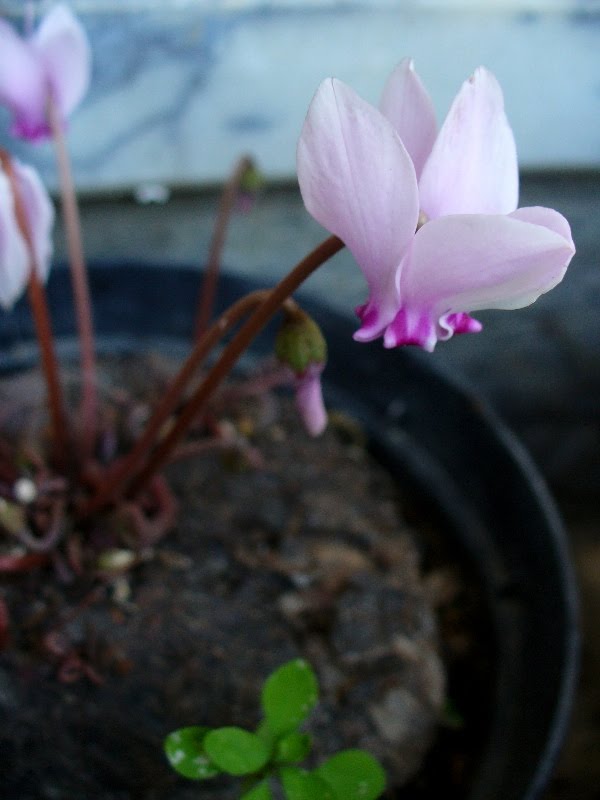 [cyclamen.JPG]
