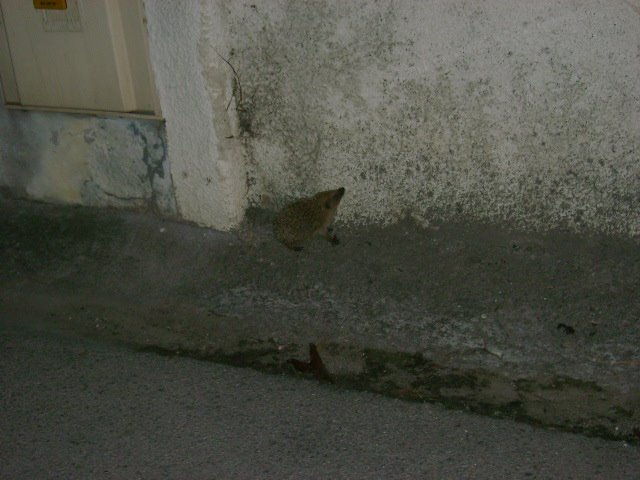 [DSC04330.JPG]