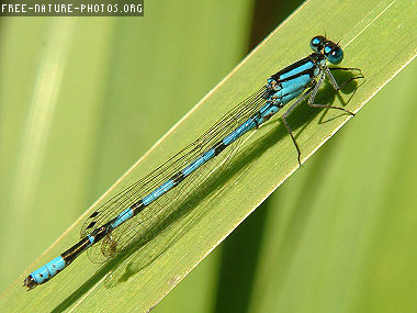 [28_dragon-fly_picture.jpg]