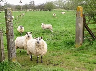 [jesusgatessheep.jpg]